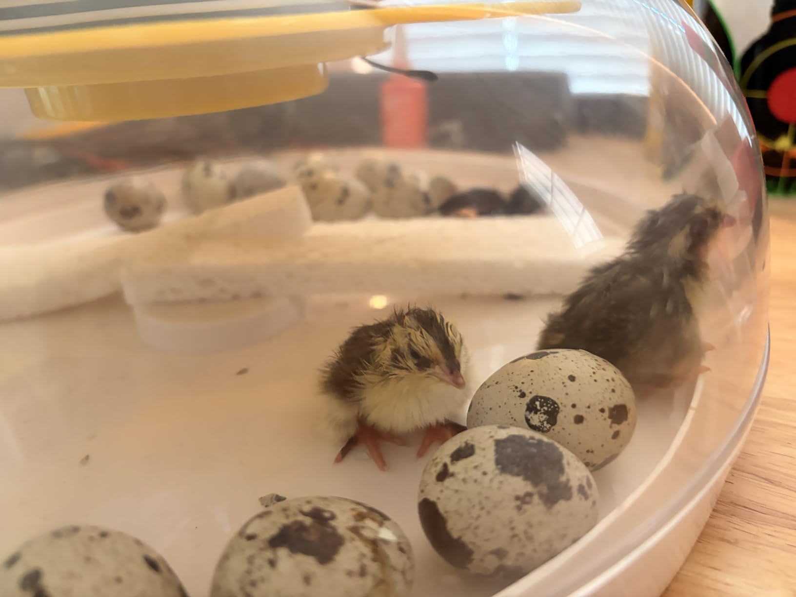 40 Quail Egg Incubator with Automatic Egg Turning Humidity Control Eggs customer photo 1