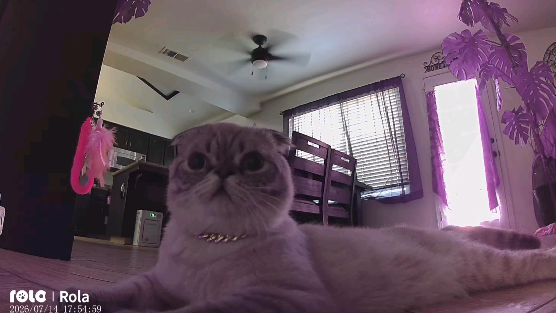 Enabot EBO ROLA PetPal Mobile 2.5K Pet Camera Robot with Treat Dispenser customer photo 1
