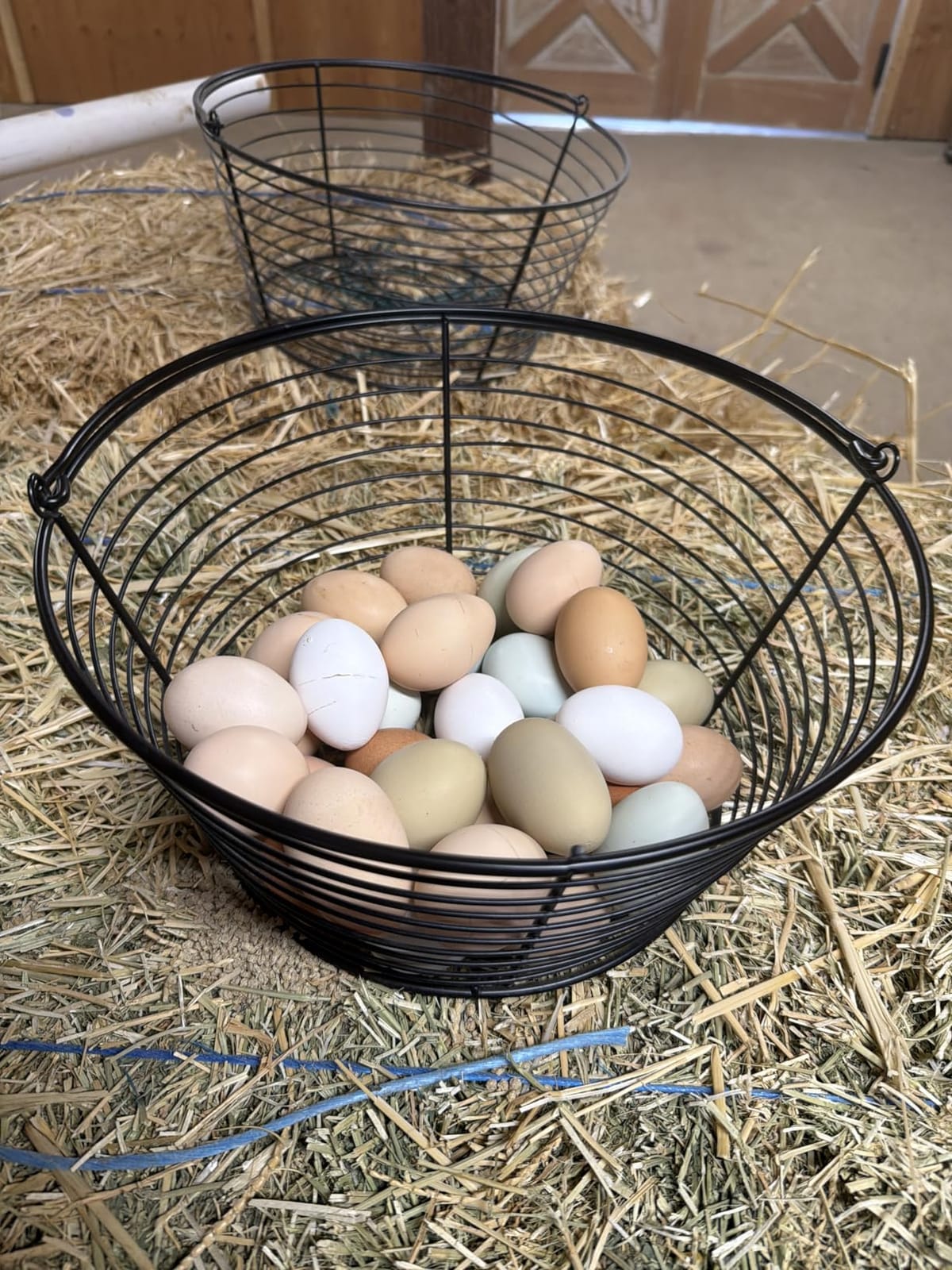 Little Giant® Egg Basket | Basket for Carrying and Collecting Chicken Eggs (Large (Pack of 2)) customer photo 2