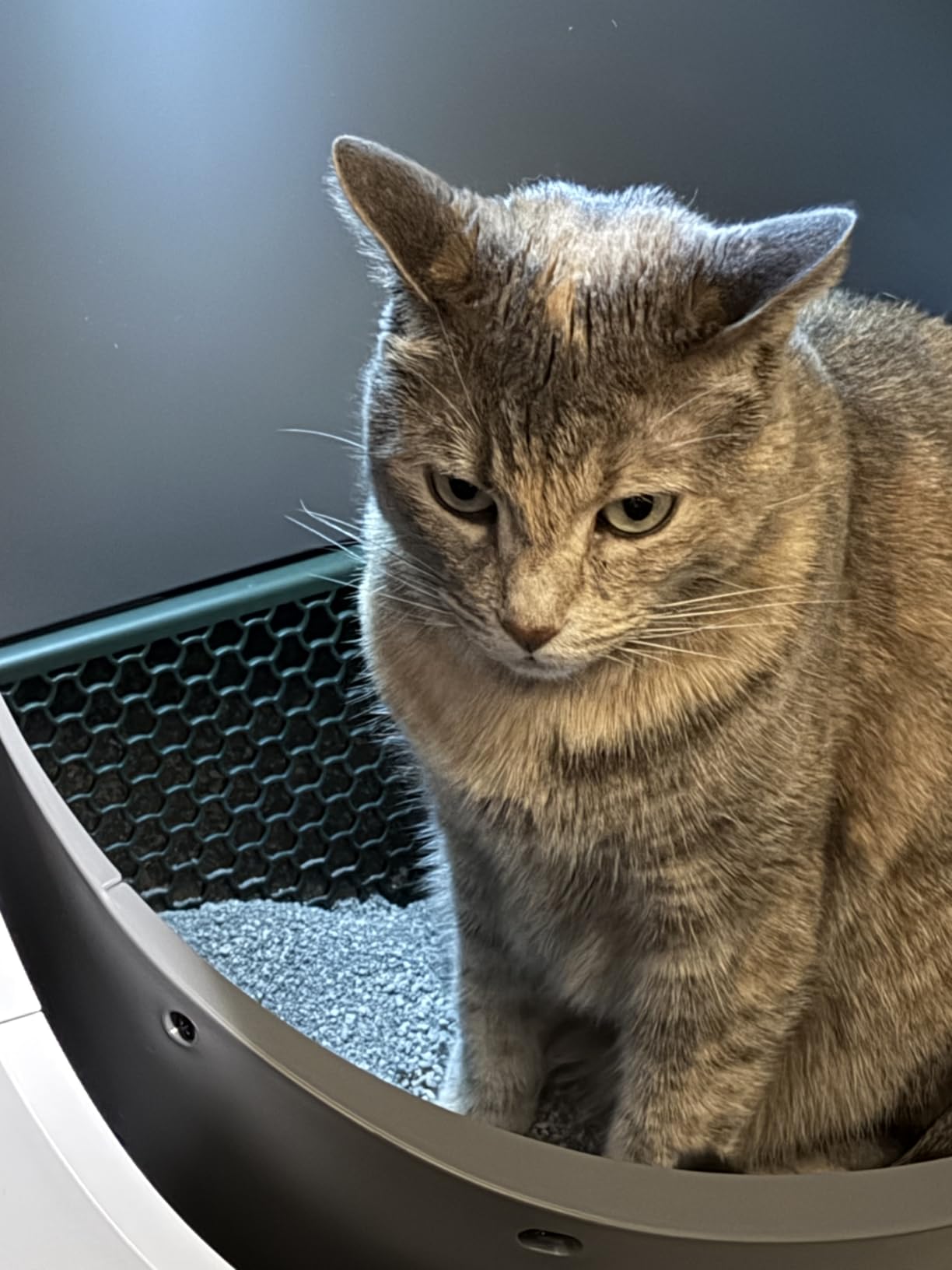 PETLIBRO Automatic Litter Box with AI-Camera Waste Analysis, Auto Odor-Control Self Cleaning Litter Box, Large Open-Top Luma Smart Litterbox with Multi-Cats Recognition, Usage Tracking, Safety Sensors customer photo 1