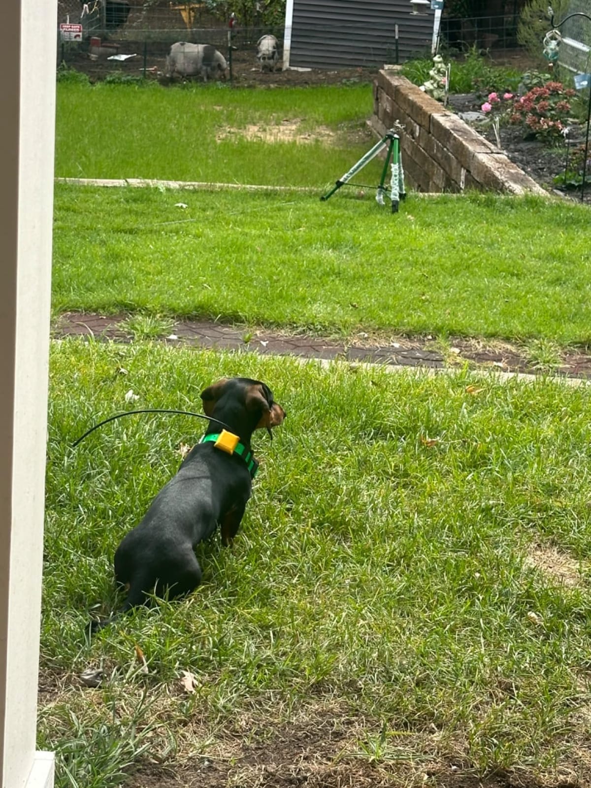 Dogtra PATHFINDER2 MINI Compass Live GPS Dog Tracking & Training System - 4-Mile Range E-Collar Handheld with No Subscription, Offline Maps, GPS Fence, Expandable up to 21 Dogs, for Dogs 25+ lbs customer photo 2