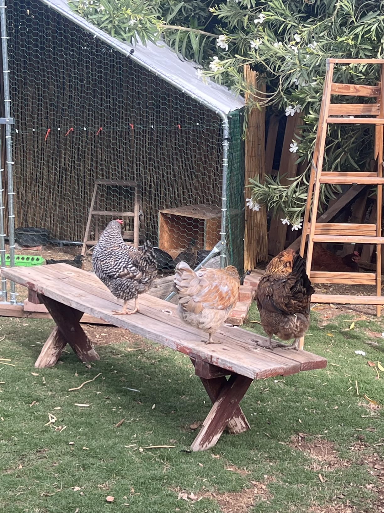 Metal Chicken Coop 7x6.6x6ft Walk-in Poultry Cage for 5-10 Chickens Chicken Run Hen Rabbit Duck House with Waterproof Cover for Outdoor Farm Use customer photo 2