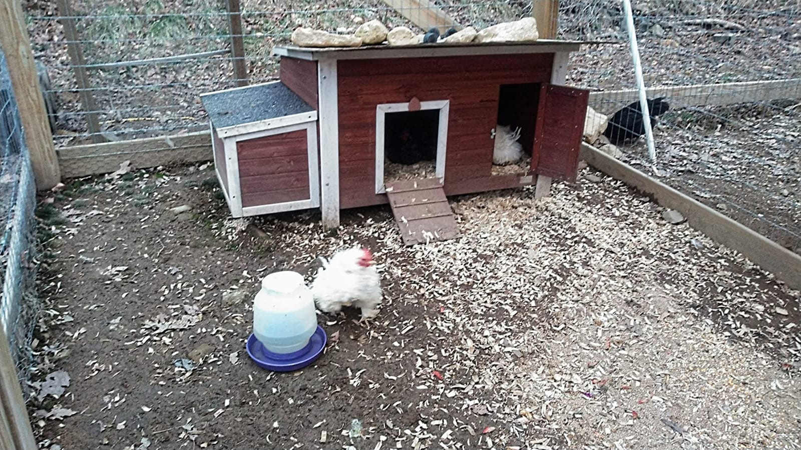 Petsfit Outdoor Chicken Coop with Run for 4-6 Chickens, 3 Nesting Boxes customer photo 2