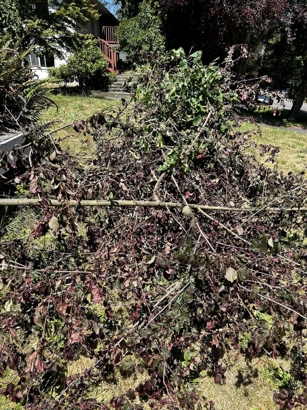 SEESII 2-in-1 Cordless Pole Saw 8-Inch & 16-inch Hedge Trimmer Combo customer photo 1