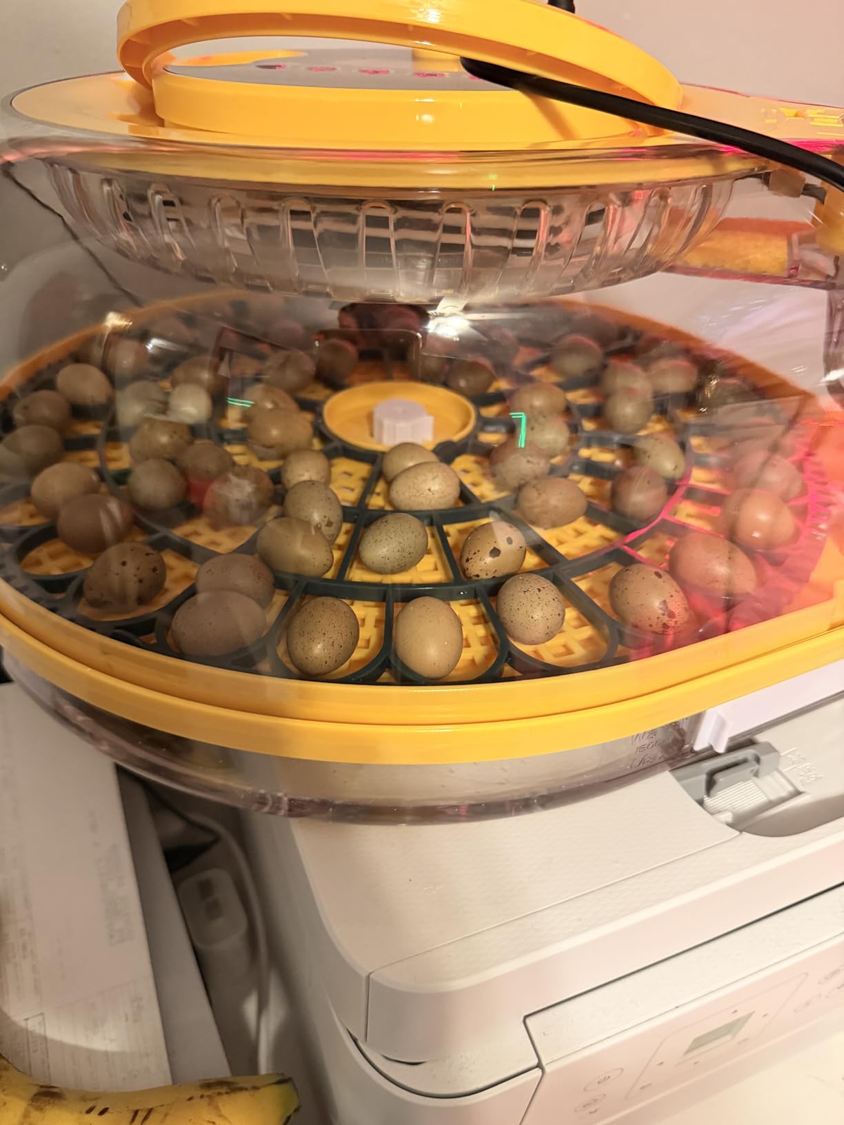 Incubators for Hatching Eggs, 56 Eggs Incubator with Egg Candler, Auto Egg Turner, Temp & Humidity Control, Hatch Day,360° Viewing for Chicken,Duck,Quail Eggs,Ideal for Farm,School and Lab,Blue&Yellow customer photo 1