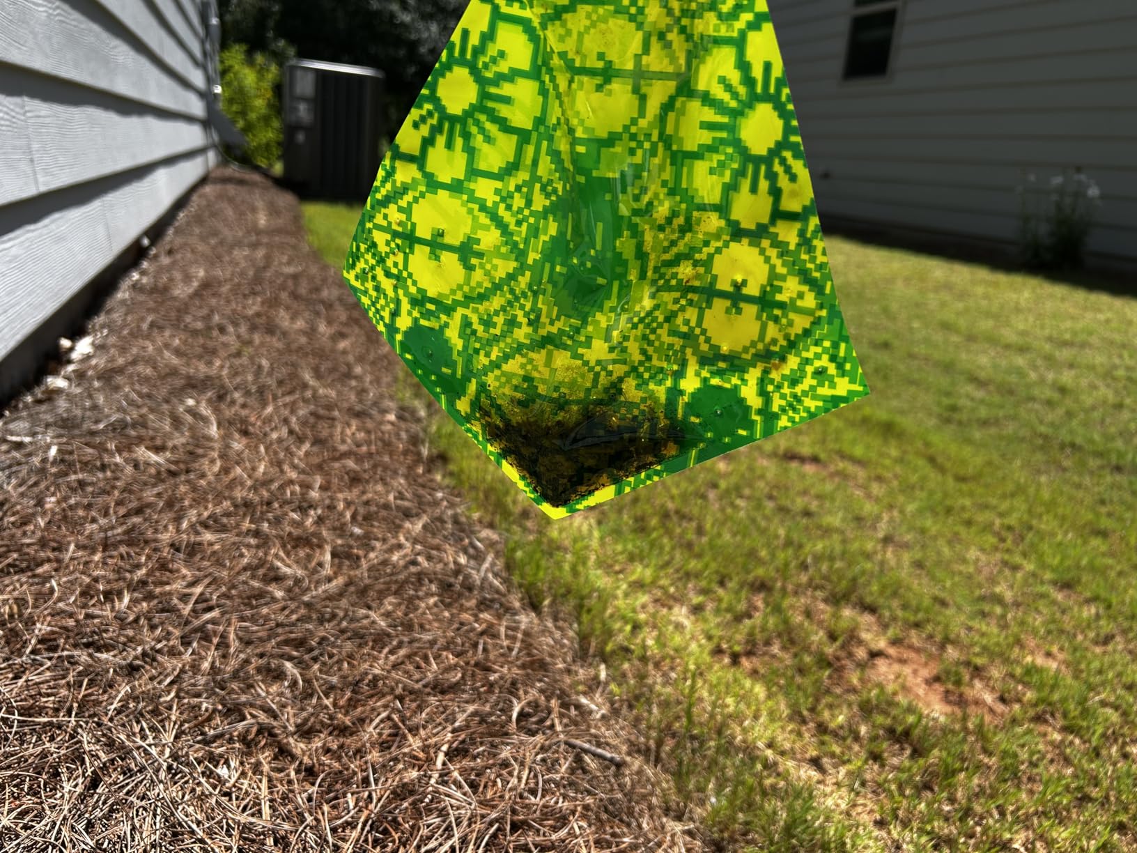 Catchmaster Japanese Beetle Traps w/Rain-Proof Cap 12-Pack & Dual Lure, Beetle Bag Trap, Hanging Beetle Catcher, Pest Control for Backyard & Garden, Plants, Trees, Vegetables & Flowers customer photo 1