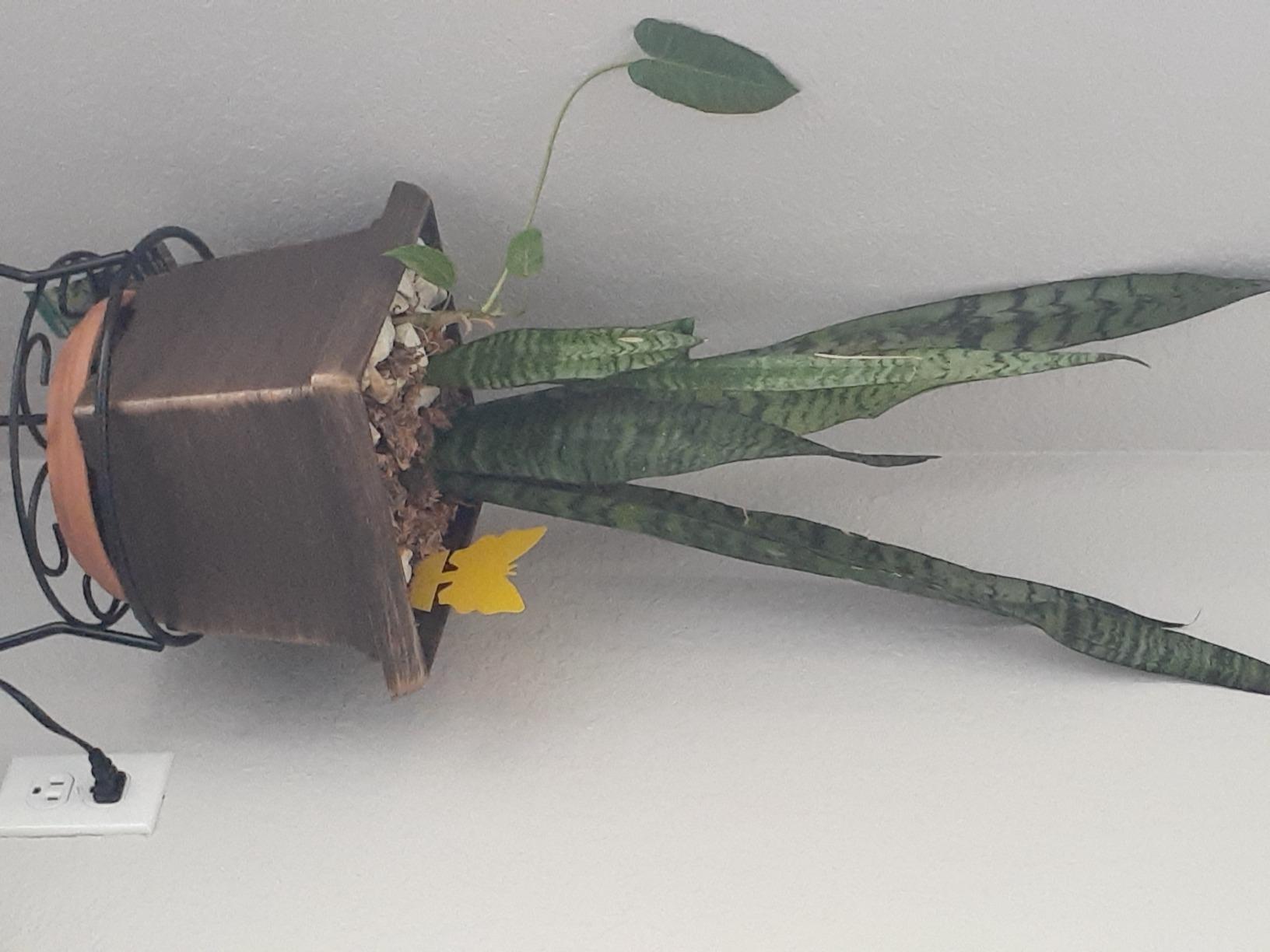 Wasp Traps Outdoor Hanging, 4 Packs customer photo 2
