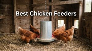 Best Chicken Feeders