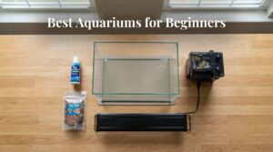 Best Aquariums for Beginners