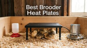 Best Brooder Heat Plates