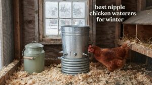 best nipple chicken waterers for winter