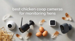 best chicken coop cameras for monitoring hens