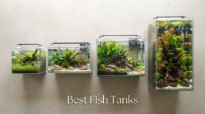 Best Fish Tanks