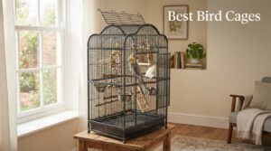 Best Bird Cages