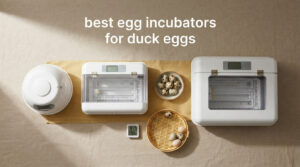 best egg incubators for duck eggs