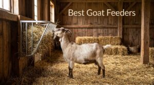 Best Goat Feeders