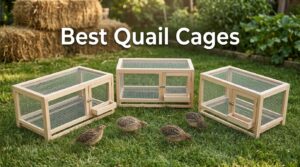 Best Quail Cages