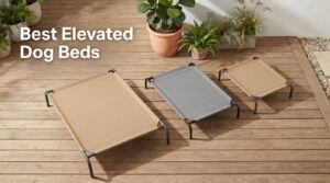 Best Elevated Dog Beds