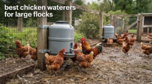 best chicken waterers for large flocks